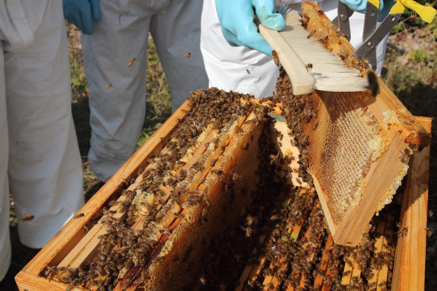 2020, récolte record de miel chez les clients d'Apilia - Apiculture urbaine