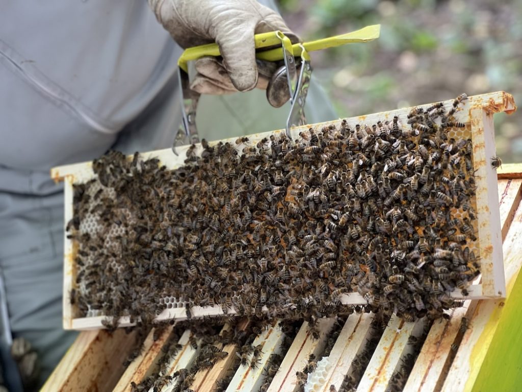 APILIA, animation et ateliers autour de la ruche et des abeilles.